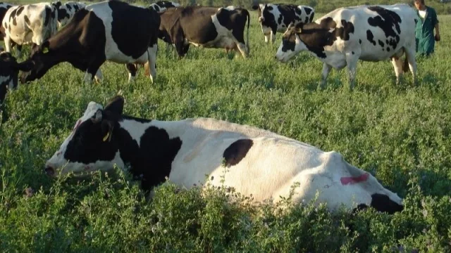 El INTA diseñó una app para mejorar la sostenibilidad de la producción lechera