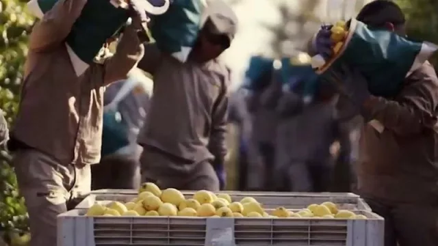 El Renatre realizará un Operativo de Registración para trabajadores rurales citrícolas