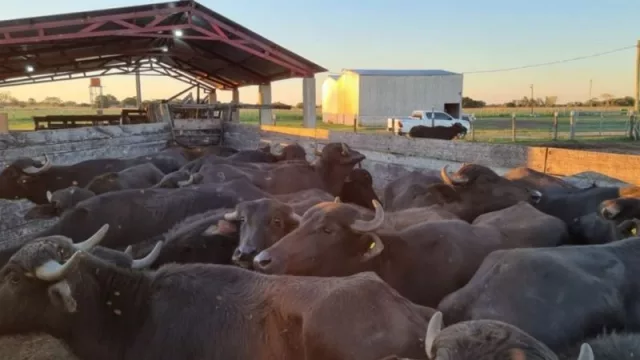El búfalo le sigue ganando terreno a la vaca, ¿será la carne del futuro?