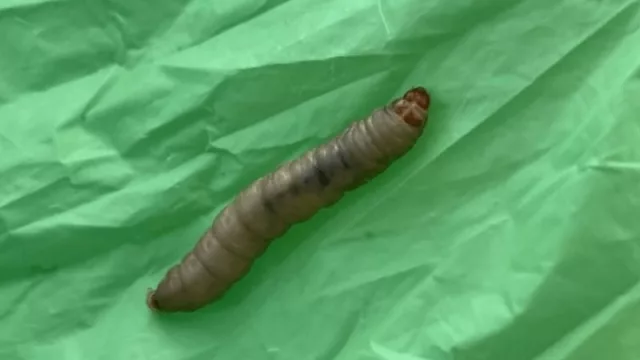 Los gusanos que degradan plástico en 40 minutos (como “trabajan” estas larvas)