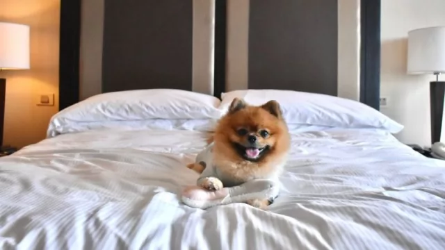 ¿Tenés un perrhijo? Hotel 5 estrellas ofrece servicio pet friendly VIP (#VeryImportantPet) y Ultra Premium a sus huéspedes