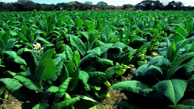 Una buena para los productores jujeños: El ejecutivo provincial logró destrabar $ 210 millones para tabacaleros