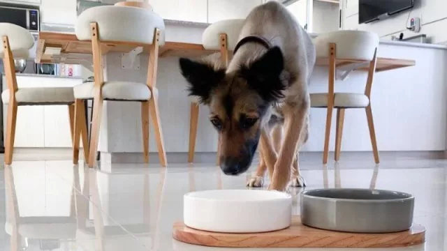 My Paw, la marca de artículos de diseño para mascotas que busca convertirse en referente N°1 del rubro