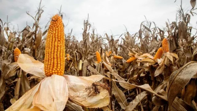 "La cadena maicera suma cada vez más valor agregado y exportaciones" (por qué es vital este cultivo en la mirada de Profertil)