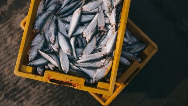 Comercio de pescado se mantiene a buen ritmo a pesar de la sequía