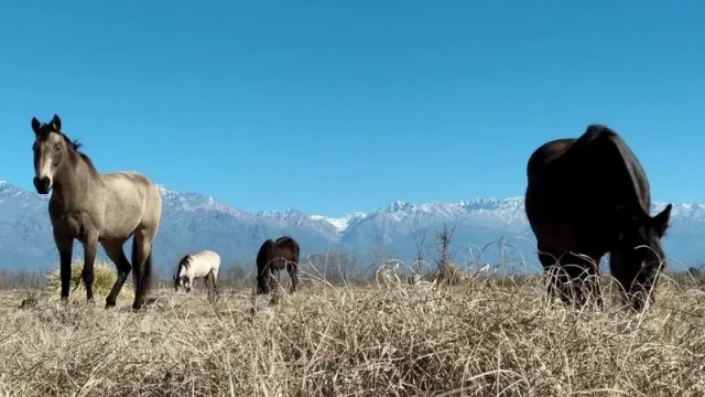 Estancia Uco, un consorcio turístico con vista al Cordón del Plata que se comercializa en cripto