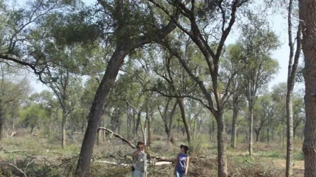 El INTA trabaja en la conservación de los bosques nativos de la Argentina (la UNJu también participa)
