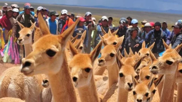Inicio de temporada: Comunidades jujeñas se preparan para la esquila sustentable de vicuña en silvestría