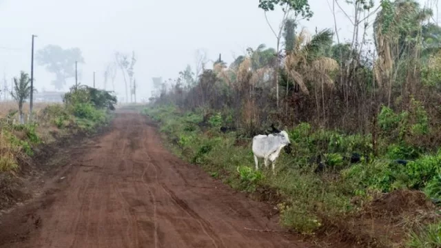 El impacto ambiental de la carne es innegable (las vacas “comen” soja que “come” tierra)