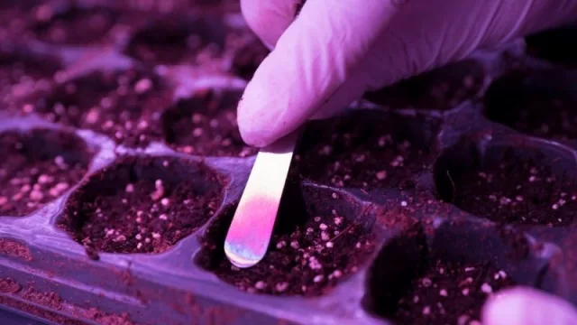 Jujuy pionera: el Senado aprobó el marco regulatorio de producción de cannabis medicinal