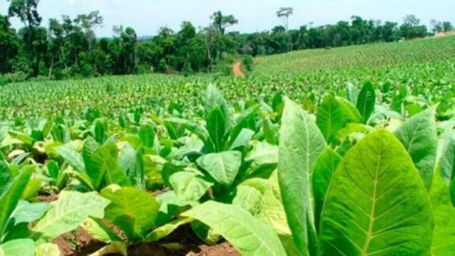 Atención productores: entregarán $127 millones en insumos al sector tabacalero