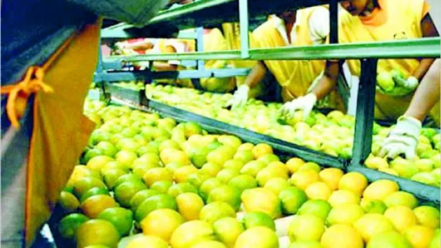 Nada detiene al limón tucumano: incremento en la exportación durante la pandemia