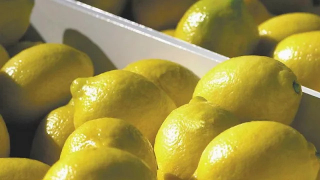 Confirmado: vuelve la exportación de limones tucumanos a Europa ¿desde cuándo?