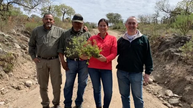De Córdoba al país: CBSé es la primera yerbatera en cultivar peperina (cordobesa y a gran escala)