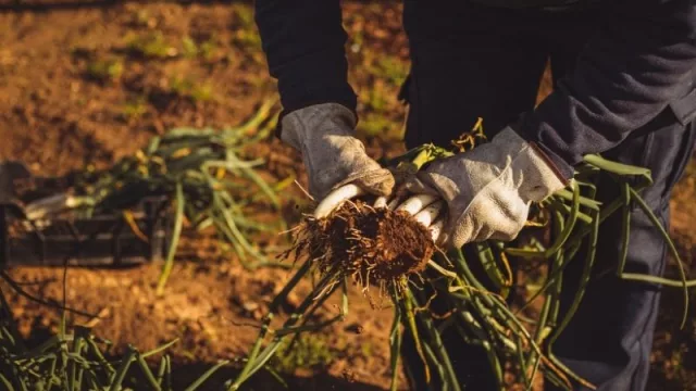 ¡Atención productores hortícolas! ya pueden presentar proyectos para ser financiados por PROCANOR