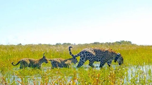 Las nuevas tecnologías de monitoreo, claves en la recuperación de yaguaretés en el Iberá