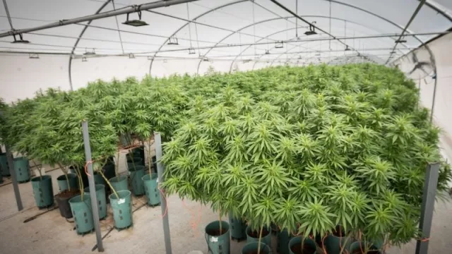 From Jujuy to the world: la provincia diseñará un sistema de acceso al cannabis medicinal y busca que sea modelo nacional y regional