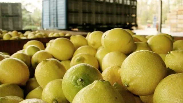 ¿Suba en los precios del limón?: las principales razones de su incremento 