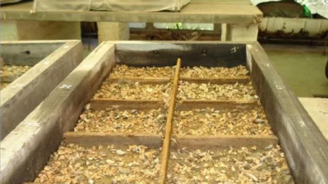 De lluvias a corderos, pasando por los árboles de queñoa: la revista Agraria comparte info científica de Jujuy y el NOA