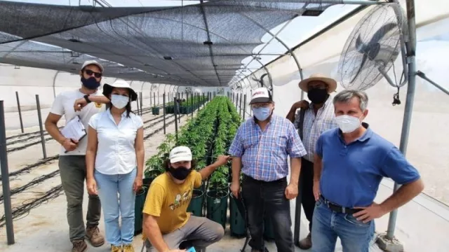 Inspección cannabica: avanza el cultivo medicinal de cannabis con la visita del equipo de INASE