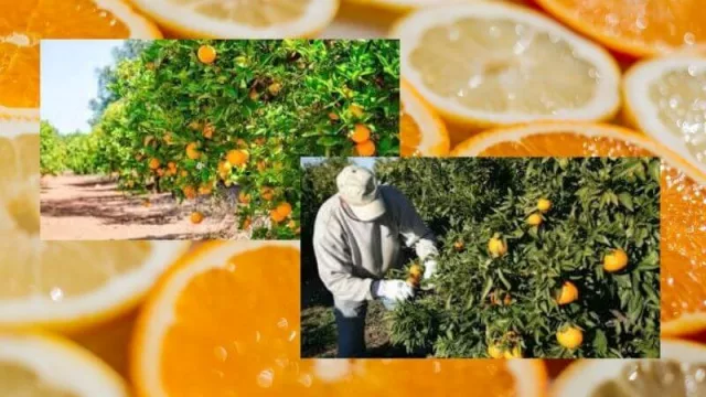 ¿La gente no quiere trabajar?  Falta mano de obra en la cosecha de naranjas en Misiones