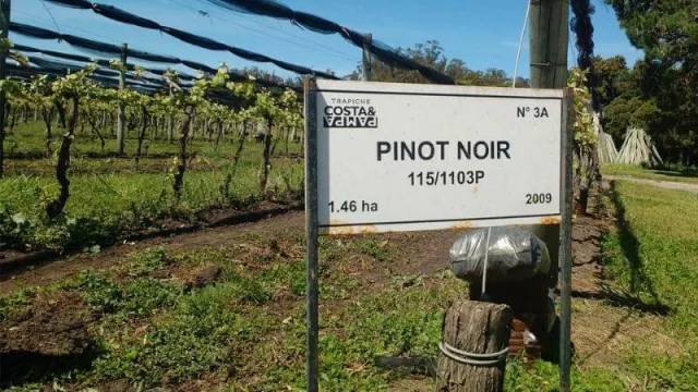 Vinos océanicos argentinos para llegar a buen puerto