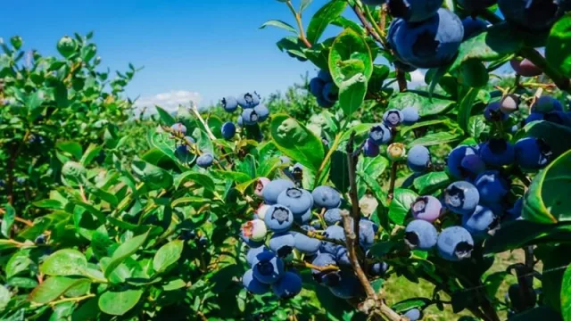 Semana del arándano: productores quieren fortalecer el mercado interno