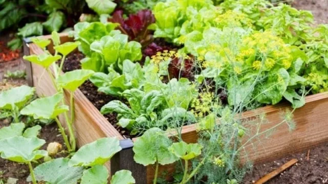 “Sembrando Conciencia”: un ciclo de talleres online y gratuitos para armar huertas en casa