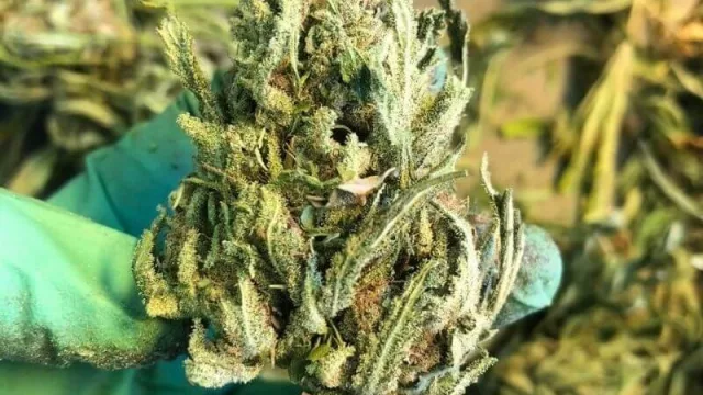 Los cordobeses que se van a “trimmear” a California (la expectativa de volver con US$ 10.000)