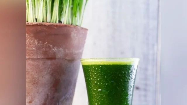 ¿Nos tomamos un shot de… ¡pasto de trigo!? (el superalimento con más proteína que la carne, más calcio que la leche y más)