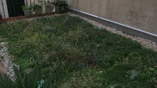 Jornadas virtuales del INTA: aprendé sobre techos verdes urbanos desde casa