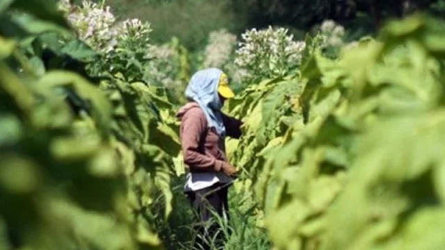 Una buena para el sector tabacalero: llega una asistencia económica de Nación por más de $134 millones 