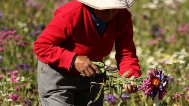 Florícola: el Programa de asistencia a floricultores de Jujuy (la 4ta. provincia que abastece al mercado del país)