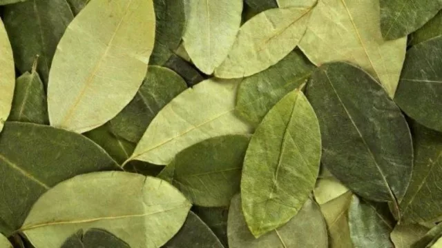 Los caminos de la coca: qué dicen los proyectos que Rizzotti y Martiarena que ingresaron al Congreso 