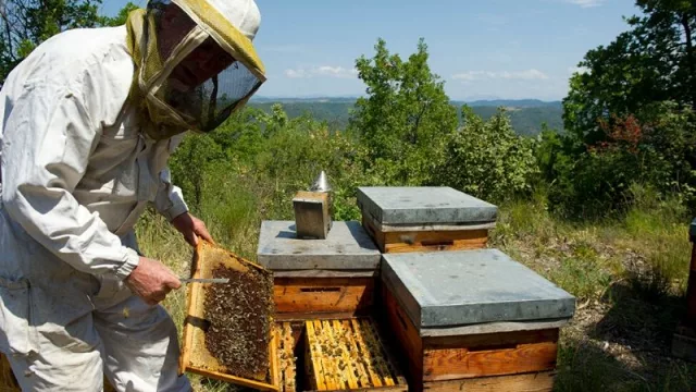 Una provincia dulce: destacan el enorme potencial de Salta para la producción de miel