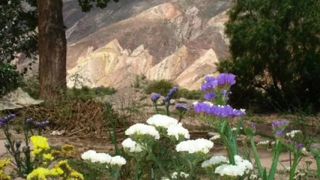 De Jujuy a Salta: 30 kg de flores de corte comercializadas a la provincia vecina