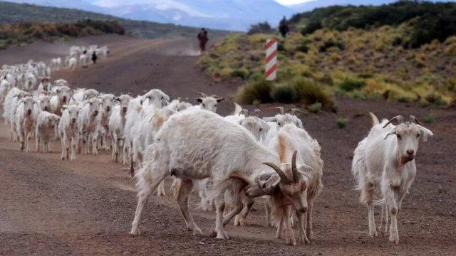 Chivito neuquino: canal comercial “corto” para llegar a los distintos mercados 