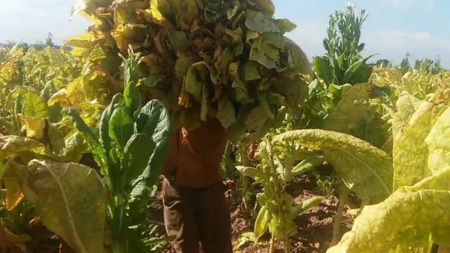 Tabacaleros preocupados: dejaron de recibir $ 700 millones del FET y las ventas caen