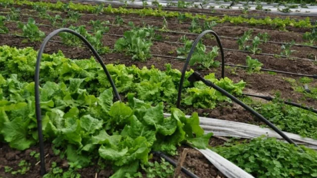 ¡Atención jujeños! Se vienen cursos gratuitos de alimentación saludable (todavía podés inscribirte)