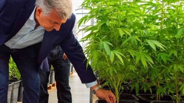 Grandes novedades: en el segundo semestre llegará a Jujuy la producción de aceite de cannabis