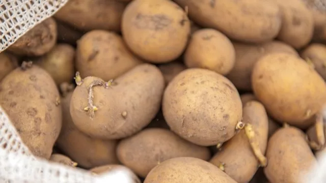 ¡Habemus papa! Científicos argentinos siembran las primeras papas que no se oxidan (¿llegan a Jujuy?)