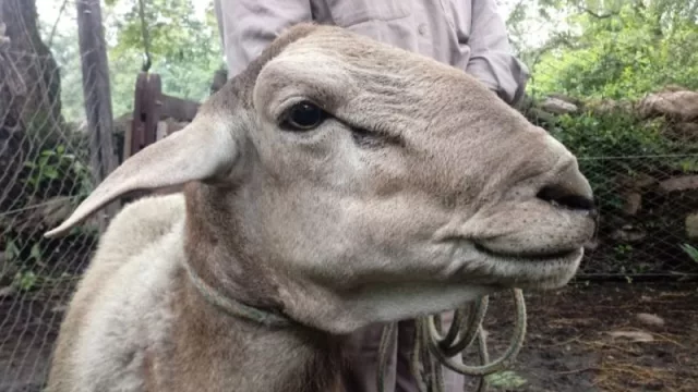 Chau lana: en Jujuy analizan incorporar ovinos de pelos a la producción local