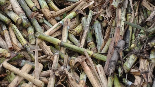 A pesar del clima, la zafra cerró con muy buenos rendimientos en Tucumán 