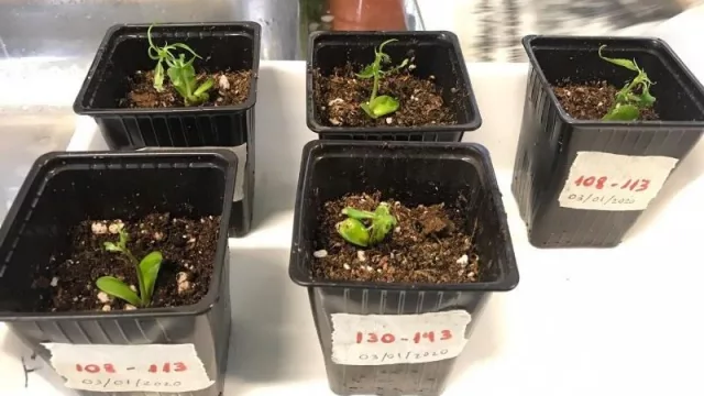 En Jujuy mejoran genéticamente la producción de duraznos y nectarinas