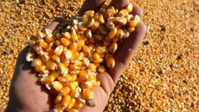 Al NOA le cuesta menos mover granos al exterior que en territorio nacional (¿qué participación tiene Jujuy?)