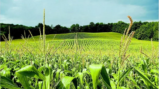 Advierten que un aumento de las retenciones reducirá 30% la cosecha de maíz