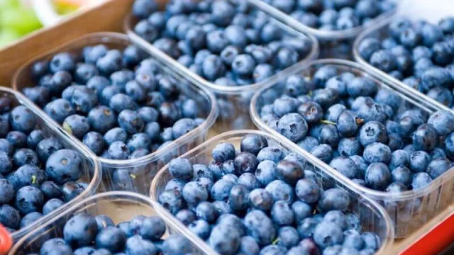 Arándanos, berries azules que se producen en Corrientes con neto destino exportador