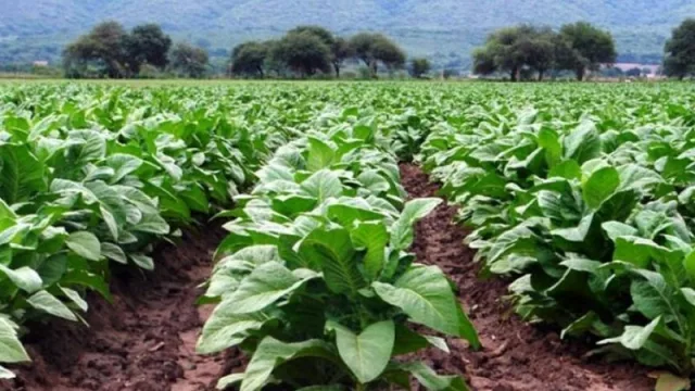 En un momento complejo, más de $ 3 millones en créditos para pequeños productores tabacaleros