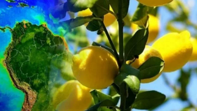 Tucumán afianza su agenda de cooperación con Perú ¿nuevo mercado para el limón?