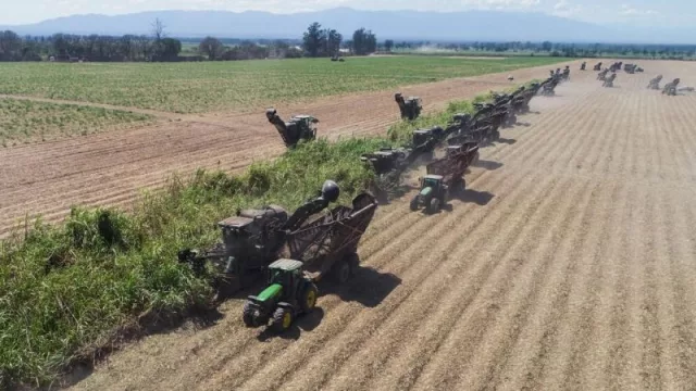 Fin de zafra 2019 en Ledesma: 317.000 toneladas